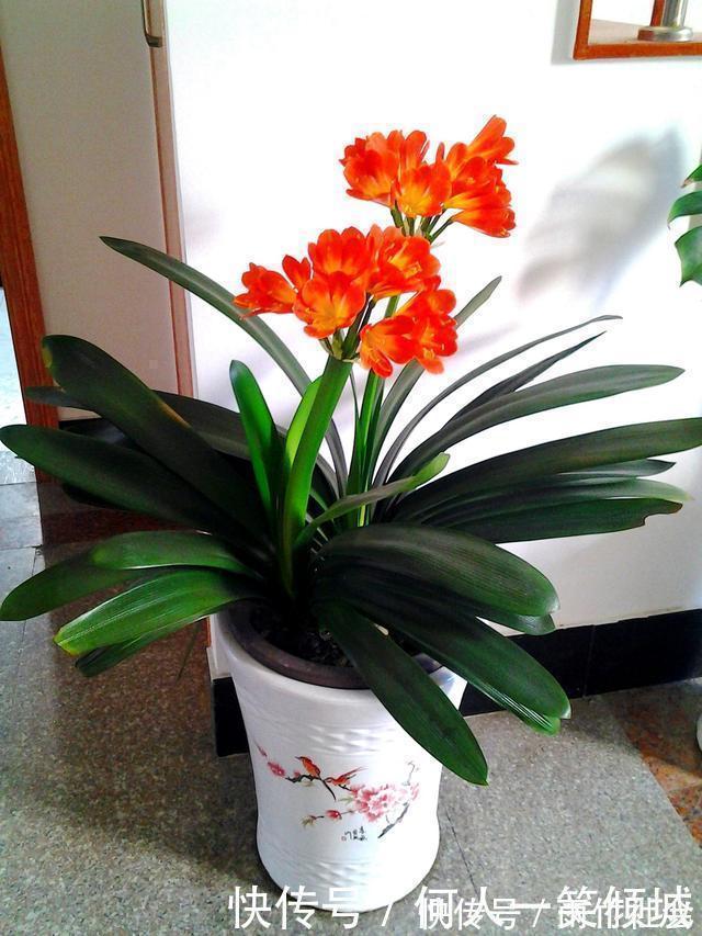 冬天养花,这个垃圾提前备点,养君子兰、兰花最好使,还不用花钱