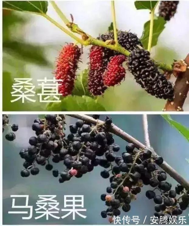鸡母珠|农村这种果子和桑葚很像，却有剧毒，多人险丧命，千万别误食了