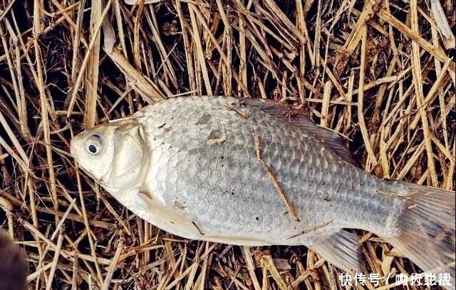 野钓|夏季野钓的三个小妙招,学会这样用饵,大板鲫手到擒来