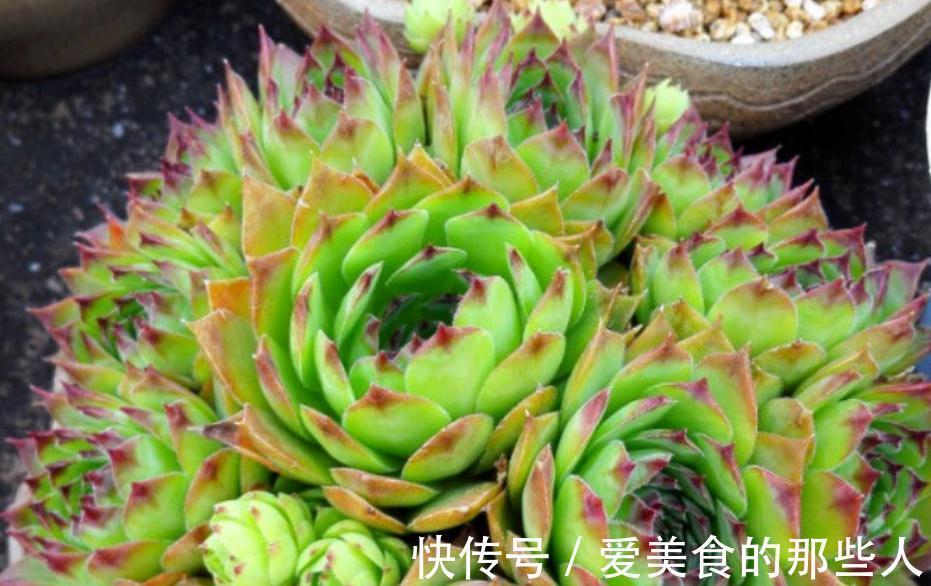 冬天养多肉观音莲，避开这4个误区，搁室内盆栽就能安全过冬