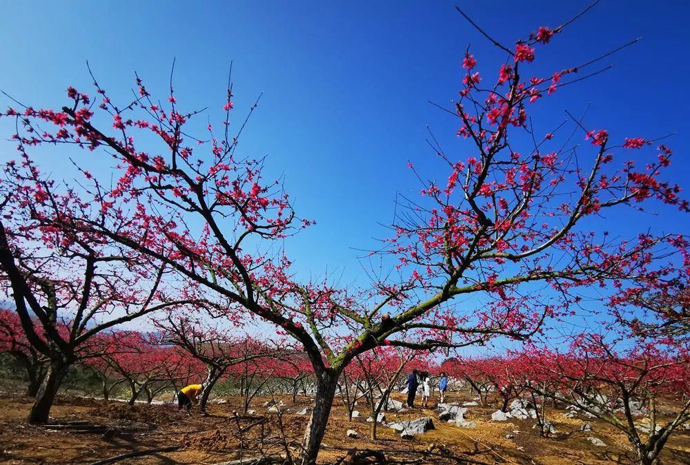 中年|春风吹，桃花开！