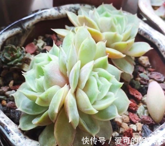 七招把多肉控养成精品小萌物,多肉不仅美呆了,还节省种植空间