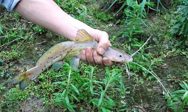 土豪|农村河里5种美味淡水鱼,堪比长江刀鱼,吃过3种不是渔民,就是土豪