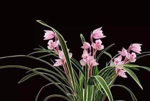  粉红|最美的荷瓣兰花，叶片金边亮眼，花色粉红，花瓣还有浓浓的酒香味