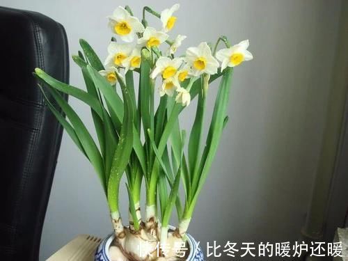 盆栽|室内养什么植物“风水”好？此6种盆栽，人养花，花亦养人