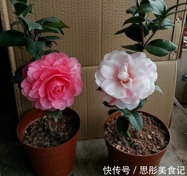 8种“富贵花”自带好运,花大优美,能养几十年,能值很多钱