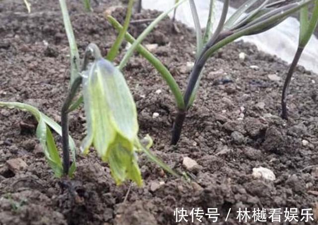 珍惜|在山谷，看到1种“杂草”请珍惜，它价值高，“1千元”1斤，珍贵