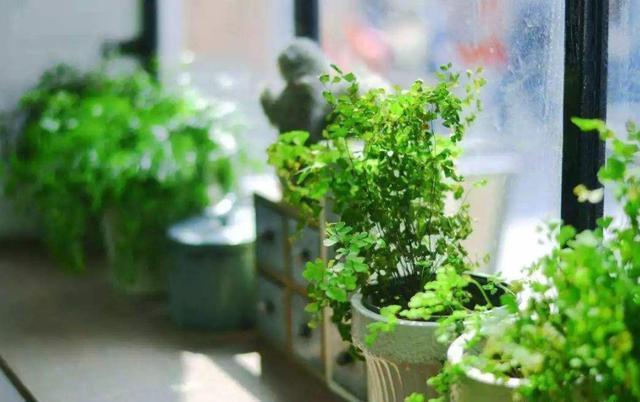 什么啤酒,白糖水,都不如几滴“它”,养花生根效果特别棒!