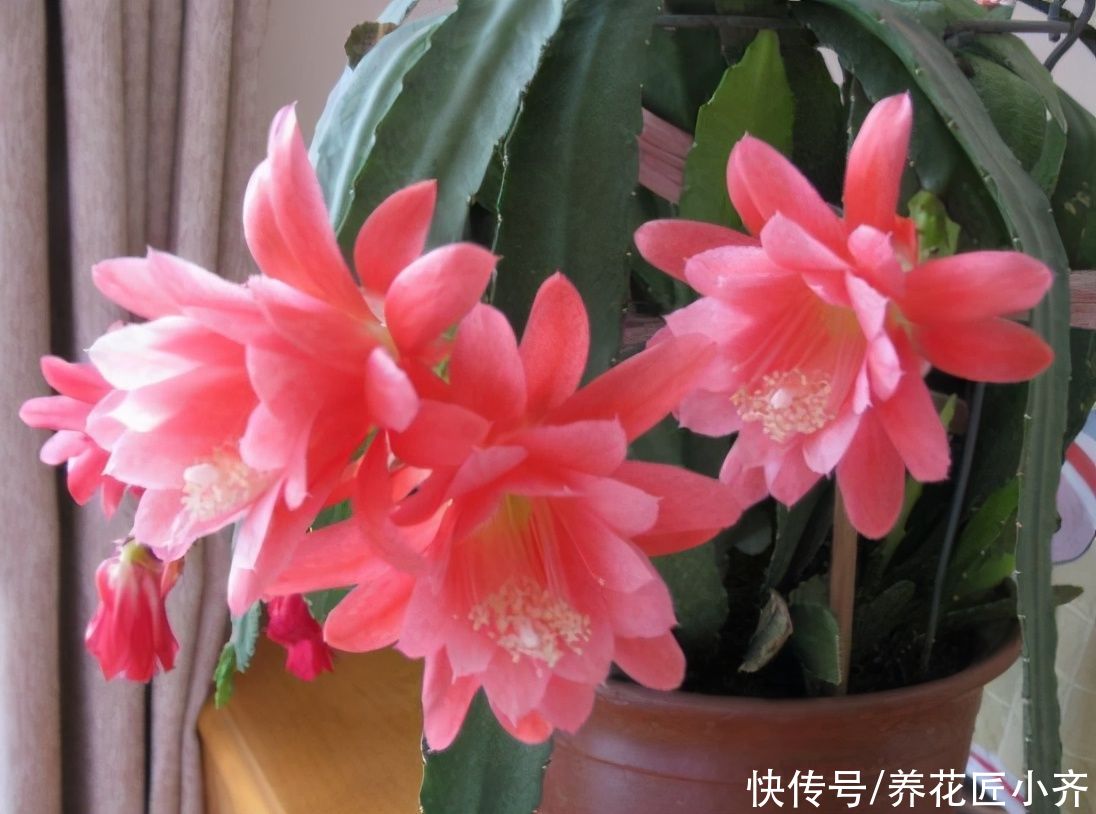 春天5种花，水一大就烂根，干透了再浇，懒人才能养好