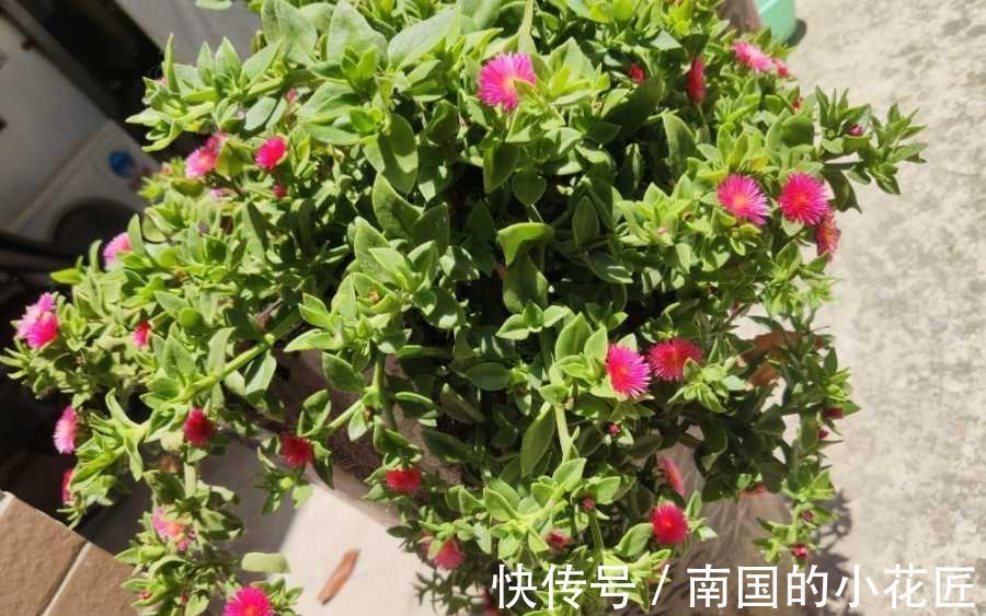 气生根|夏季也可以扦插繁殖的5种花,长根很快简单易活,由少变多