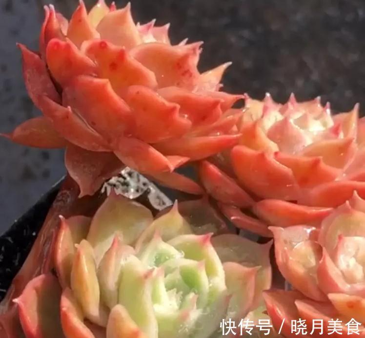 最好养的几款多肉植物,经验篇