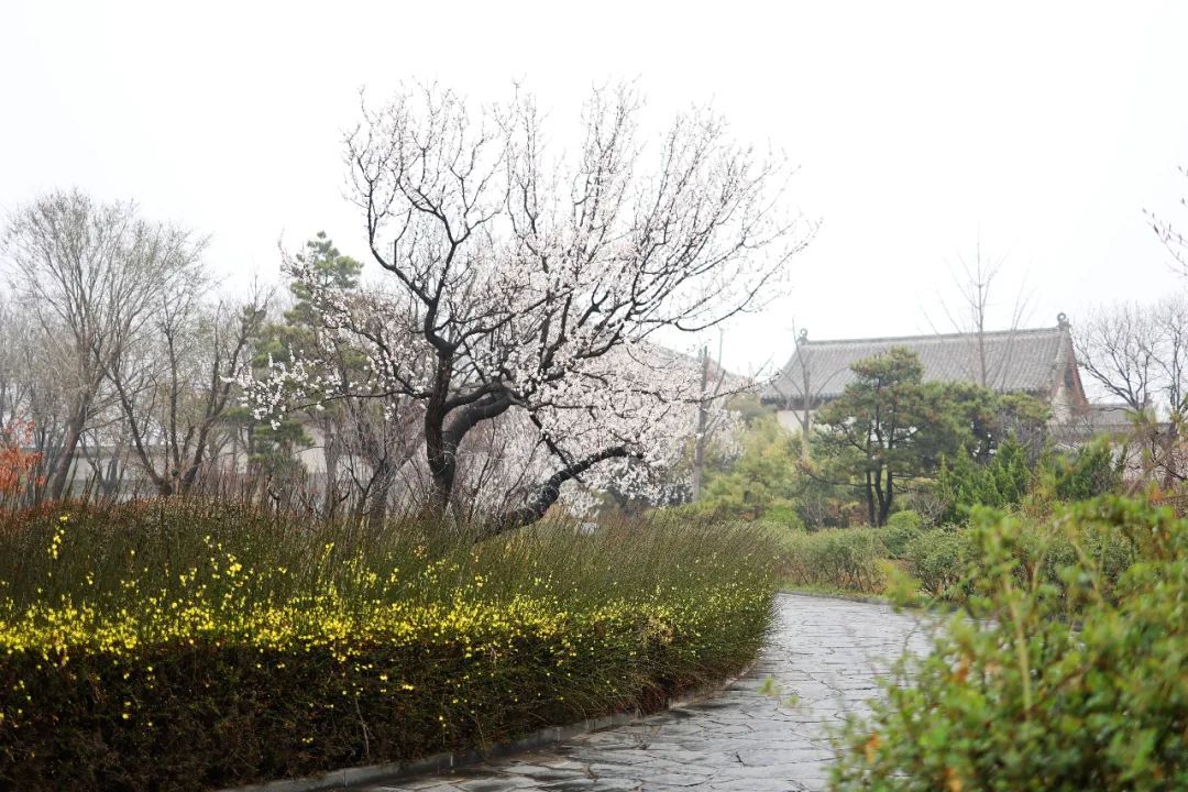 春雨初歇，蓬莱阁赏花正当时！