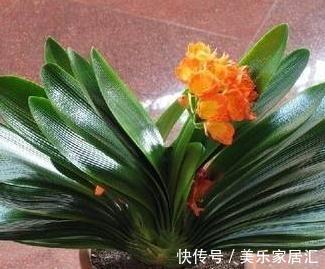 君子兰不开花，4种情况要知道，学会此样做，年年开花爆盆