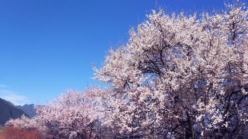 中年|什么是春天？那是桃花漫山的西藏小众美景