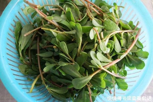 风油精|这2种草没人重视,其实是“止痒草”,比花露水都管用