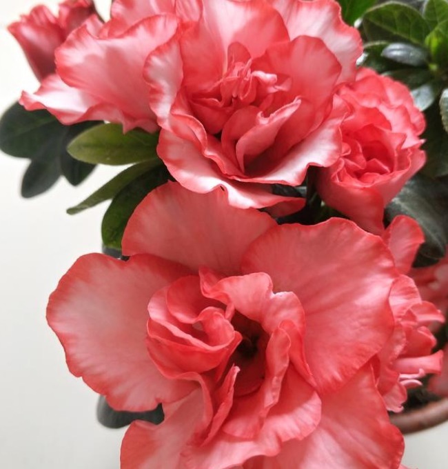 养护|春天就养5种花,好养又漂亮,花团锦簇,人见人爱!