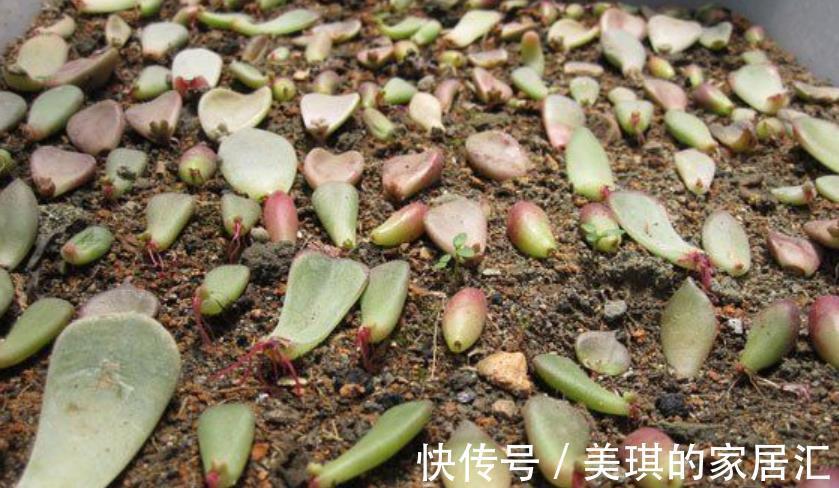 改正|多肉叶子一碰就掉,原来是1件事做错了,及时改正植株健壮长势好