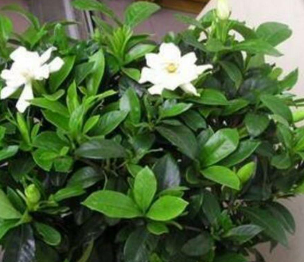 这五种花别再修剪,老枝条长势稳,秋冬花芽多