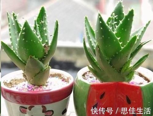 这10种花超级怕冷,再不搬进屋,小心只剩下盆了