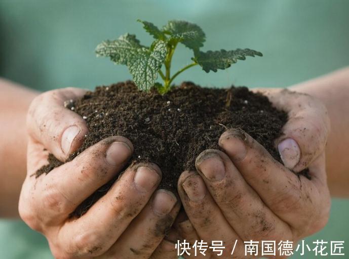 养花换下来的旧土别扔，加4种东西，比新土还好用