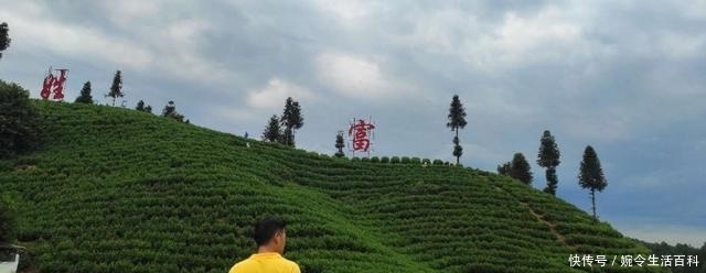 茶人分享:生态经济学