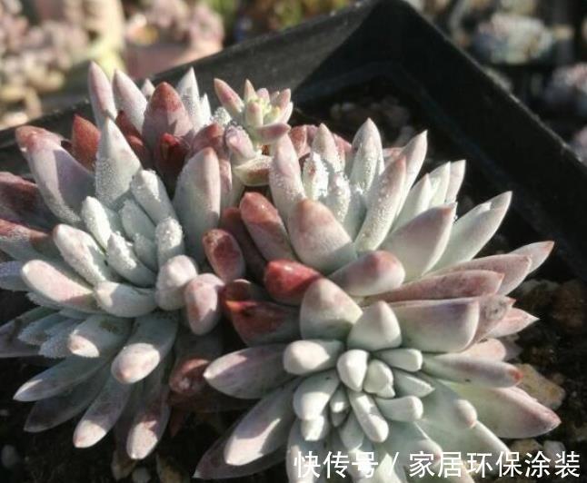 长势|养多肉学会浇水事半功倍，5种水倒掉也别用，不然土壤板结有虫害