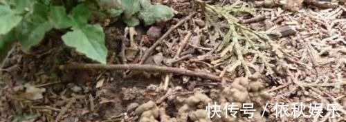 1种不起眼的小东西,用来养文竹,四季不黄叶,蹭蹭冒新芽