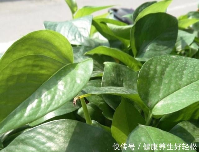 家有这2种“垃圾”,是养花的“宝贝”,平时别扔了,养绿萝超旺!