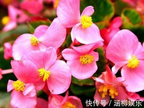 四季海棠养一盆，最擅长开花，注意这几点，开花不间断