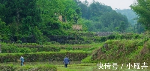 家乡|香草：不只是一种珍贵的野草，更是刻骨铭心的乡愁和最美家乡味道