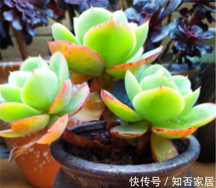 光照|多肉碧桃黑腐如何处理?3个步骤轻松解决,叶片健康颜色美