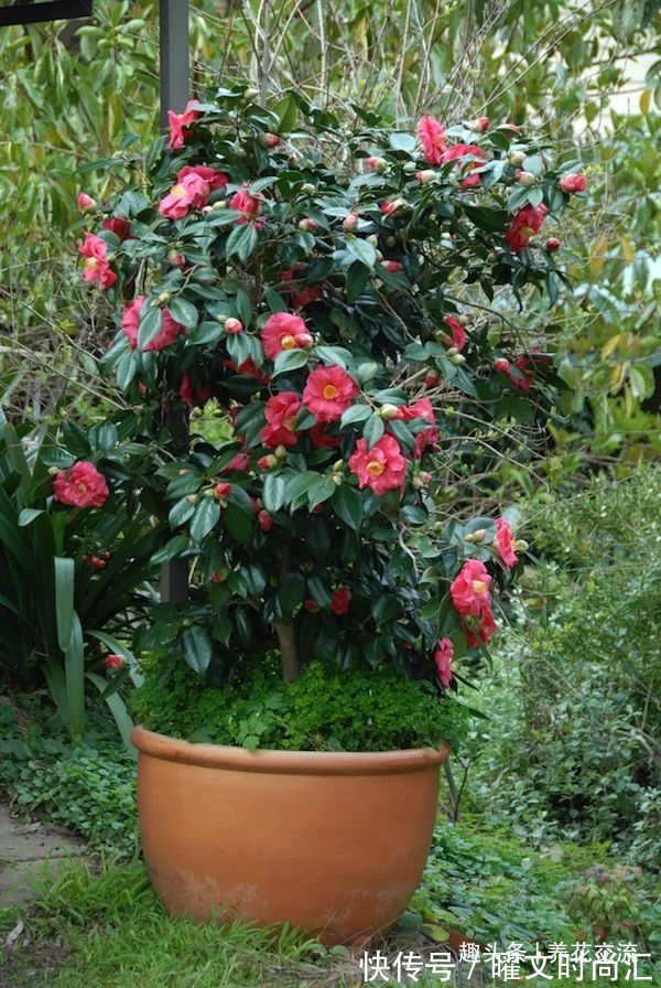 10种适合在秋季购买的盆栽花卉,提前买好,冬春时节持续有花开