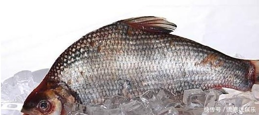 医生从不吃的三种鱼,也不让家人吃,多数人还当山珍美味