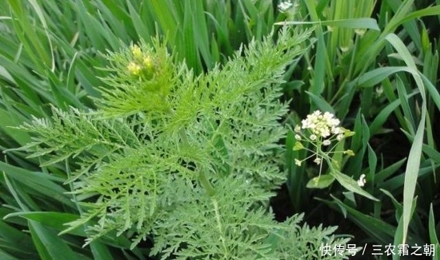 米蒿|田里一种米蒿草,过去农村人嫌辣不爱吃,如今珍贵成“明星菜品”