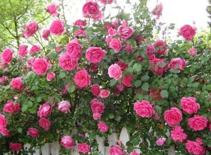 4种便宜花,养在阳台超美的,开花特漂亮,给点阳光就灿烂