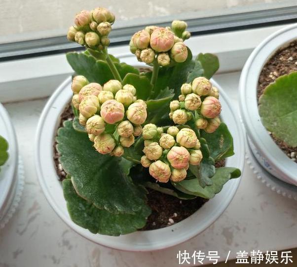 新手大岩桐、长寿花、虎皮兰、芦荟,一片叶子培育成一盆栽