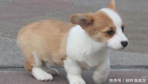 适合家养的小型犬盘点:12种适合家养小型犬