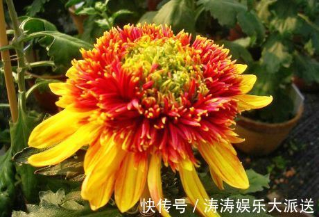 喜欢菊花,首选“珍稀名菊”金托桂,花开金灿灿,五彩斑斓!