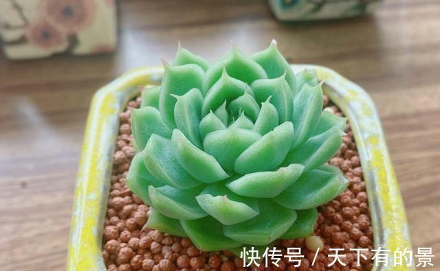 把多肉养绿很容易,但是能绿得这么漂亮的真是太难了,太喜欢了