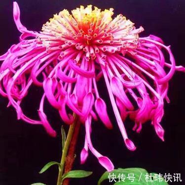 喜欢养菊，不如养盆”菊中珍品“慈育万物，似旭日东升，亮丽多姿