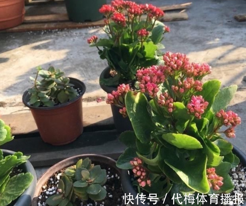 长寿花马上要长花芽,它有“3怕2喜”,做错了影响孕蕾开花
