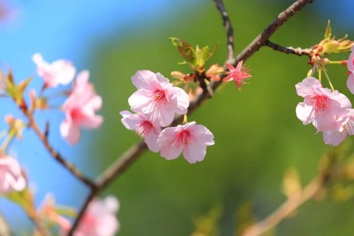 樱花盛开，那醉人的美！