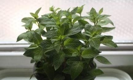 “3种花”一浇水就能活,客厅养一盆,花朵一开就成“瀑布”