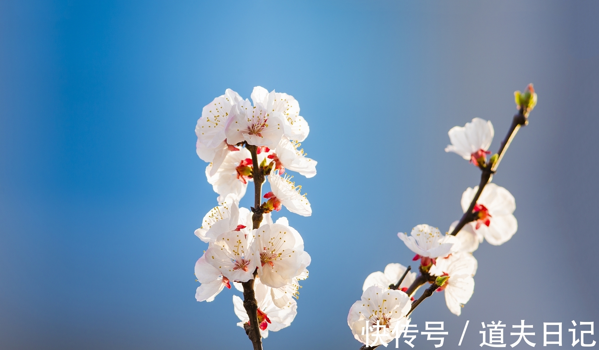 五言律诗#宋诗精华五首,其中一首是北宋杰出词人晏几道的作品,希望您喜欢