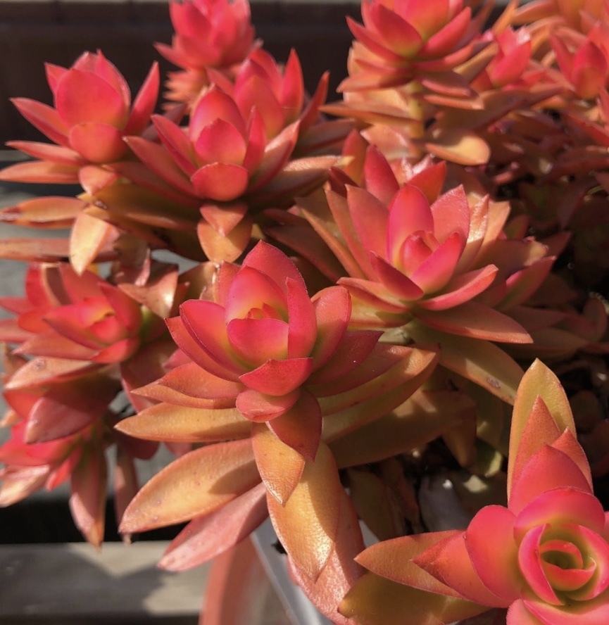 皮实的4种多肉，一年变成老桩，新手、老手都喜欢