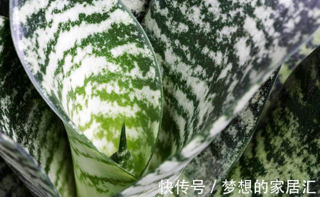 技巧|虎皮兰好养,学会了以下技巧,花纹还能随意变换,提升观赏价值