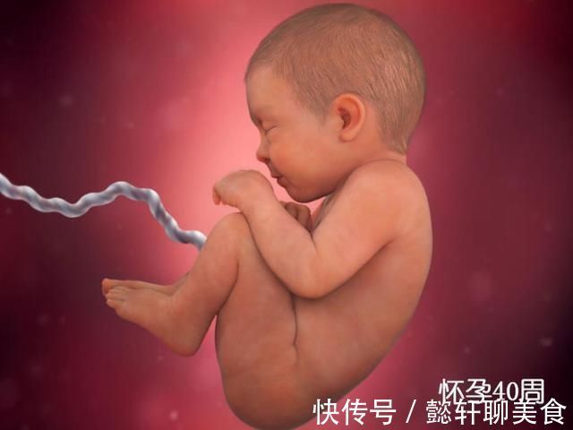 胚泡|组图了解胎儿在子宫中的生长过程,生命太奇妙了!准爸妈们看看