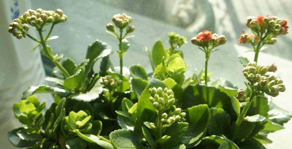 长寿花发生黑腐病怎么办，教你4招小技巧，叶片绿开花旺