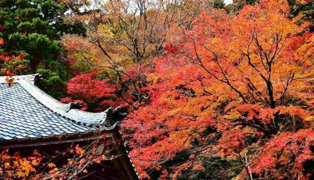 杨万里的这首七绝《红叶》,有着淡淡的忧伤,通篇写得很有韵味!