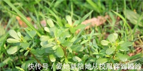 渊源|晒不死的蚂蚁菜，是餐桌上的美味，据说它与太阳还有一段渊源